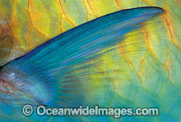 Bridled Parrotfish (Scarus frenatus) - pectoral fin and scale detail. Night colour. Indo-Pacific