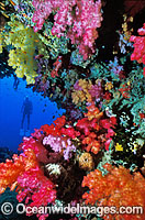 Scuba Diver exploring undersea Dendronephthya Soft Coral reef. Indo-Pacific