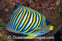 Regal Angelfish (Pygoplites diacanthus). Found throughout the Indo-West Pacific, including the Great Barrier Reef, Qld, Australia. Photo was taken at Christmas Island, Australia.