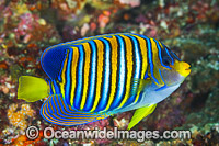 Regal Angelfish (Pygoplites diacanthus). Found throughout the Indo-West Pacific, including the Great Barrier Reef, Australia.