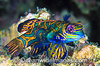 Mandarin-fish (Pterosynchiropus splendidus). Found throughout West Pacific. Photo taken Great Barrier Reef, Queensland, Australia