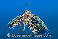 Flying Gurnard (Dactyloptena orientalis). Usually seen on sand and rubble in sheltered shallow bays, but also deep offshore, throughout the Indo Pacific, including tropical waters of Australia.