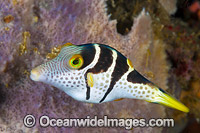 Saddled Pufferfish (Canthigaster valentini). Also known as Black-saddled Toby. This fish is also mimicked by the Mimic Filefish. Found throughout the Indo Pacific, including the Great Barrier Reef, Australia.