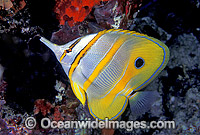 Beaked Coralfish (Chelmon rostratus). Great Barrier Reef, Queensland, Australia