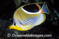 Saddled Butterflyfish (Chaetodon ephippium). Great Barrier Reef, Queensland, Australia