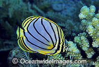 Meyer's Butterflyfish (Chaetodon meyeri). Great Barrier Reef, Queensland, Australia