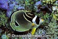Racoon Butterflyfish (Chaetodon lunula) - during night hours. Great Barrier Reef, Queensland, Australia