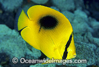 Oval-spot Butterflyfish (Chaetodon speculum). Great Barrier Reef, Queensland, Australia