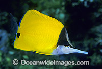Long-nose Butterflyfish (Forcipiger flavissimus). Great Barrier Reef, Queensland, Australia
