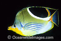 Saddled Butterflyfish (Chaetodon ephippium). Found throughout West-Pacific and eastern Indian Ocean, including the Great Barrier Reef, Australia