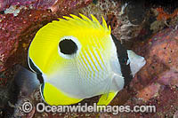 Teardrop Butterflyfish (Chaetodon unimaculatus). Found throughout the central Pacific, including the Great Barrier Reef, Australia, usually on reef flats and deep outer reef slopes.
