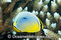 Redfin Butterflyfish (Chaetodon trifasciatus). Found from East Africa to Bali, Indonesia and Christmas Island (Australia). Photo was taken at Christmas Island, Australia.