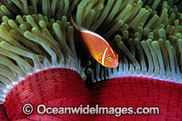 Pink Anemonefish (Amphiprion perideraion) beneath Anemone mantle. Great Barrier Reef, Queensland, Australia