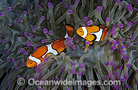 Eastern Clownfish (Amphiprion percula) amongst anemone tentacles. Also known as Eastern Anemonefish or Clown Anemonefish. Great Barrier Reef, Queensland, Australia