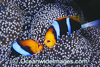 Orange-fin Anemonefish (Amphiprion chrysopterus) amongst anemone tentacles. Great Barrier Reef, Queensland, Australia