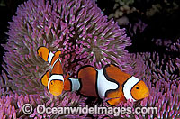 Eastern Clownfish (Amphiprion percula) amongst anemone tentacles. Also known as Eastern Anemonefish or Clown Anemonefish. Great Barrier Reef, Queensland, Australia