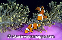 Eastern Clownfish (Amphiprion percula) amongst anemone tentacles.Also known as Eastern Anemonefish or Clown Anemonefish. Great Barrier Reef, Queensland, Australia