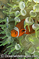 Spine-cheek Anemonefish (Premnas biaculeatus) - juvenile amongst anemone tentacles. Also known as Tomato Clownfish. Great Barrier Reef, Queensland, Australia