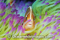 Pink Anemonefish (Amphiprion perideraion) amongst anemone tentacles. Great Barrier Reef, Queensland, Australia