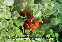 Spine-cheek Anemonefish (Premnas biaculeatus) - juvenile amongst anemone tentacles. Also known as Tomato Clownfish. Great Barrier Reef, Queensland, Australia