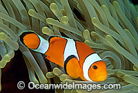 Western Clownfish (Amphiprion ocellaris) amongst anemone tentacles. Also known as Western Anemonefish or Clown Anemonefish. Bali, Indonesia