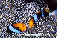 Orange-fin Anemonefish (Amphiprion chrysopterus) amongst anemone tentacles. Great Barrier Reef, Queensland, Australia