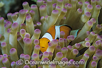 Western Clownfish (Amphiprion ocellaris). Found in association with large sea anemones throughout Indonesia, ranging to Andaman Sea. Also found in north-western Australia.