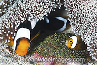 Panda Clownfish (Amphiprion polymnus), adult and juvenile with eggs. Also known as Saddleback Anemonefish. Found in association with sea anemones throughout the Indo-West Pacific, with geographical colour variations. Anilao, Philippines. Coral Triangle.