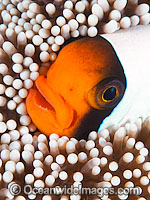 Panda Clownfish (Amphiprion polymnus). Also known as Saddleback Anemonefish. Found in association with sea anemones throughout the Indo-West Pacific, with geographical colour variations. Photo taken off Anilao, Philippines. Within the Coral Triangle.