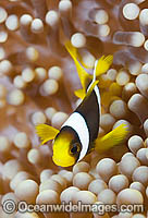 Clark's Anemonefish (Amphiprion clarkii), juvenile in a Sea Anemone. Found throughout Indo-West Pacific, including the Great Barrier Reef, Australia. Geographically highly variable in colour and form. Photo taken at Papua New Guinea. Coral Triangle.
