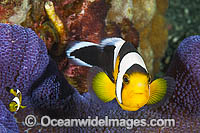 Panda Clownfish (Amphiprion polymnus), juvenile and adult. Also known as Saddleback Anemonefish. Found in association with sea anemones throughout the Indo-West Pacific, with geographical colour variations. Papua New Guinea. Within the Coral Triangle.