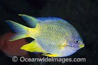 Golden Sergeant (Amblyglyphidodon aureus). Known as Lemon, Yellow and Golden Damsel. Found throughout West Pacific, including Great Barrier Reef, Australia, usually on coastal and outer reef slopes where they lay and guard their eggs on seawhip coral.
