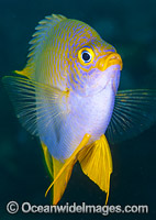 Golden Damsel (Amblyglyphidodon aureus). Also known as Lemon Damsel, Yellow Damsel and Golden Sergeant. Found throughout the West Pacific. Photo taken of Anilao, Philippines. Within the Coral Triangle.