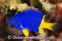Azure Damselfish (Chrysiptera parasema), juvenile. Also known as Yellowtail Damselfish, Yellowtail Blue Damsel and Goldtail Demoiselle. Found throughout the Indo-Pacific, including the Great Barrier Reef, Australia.