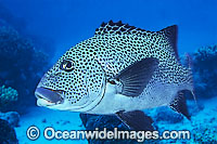 Many-spotted Sweetlips (Plectorhinchus chaetodontoides) - adult. Also known as Harlequin Sweetlips and Clown Sweetlips. Found inhabiting caves and crevices of coral reefs throughout tropical Australian waters including Great Barrier Reef. Also S.E. Asia.