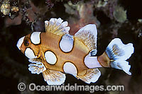 Many-spotted Sweetlips (Plectorhinchus chaetodontoides) - juvenile. Also known as Harlequin Sweetlips and Clown Sweetlips. Found inhabiting caves and crevices of coral reefs throughout tropical Australian waters including Great Barrier Reef and Asia.