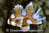 Many-spotted Sweetlips (Plectorhinchus chaetodontoides) - juvenile. Also known as Harlequin Sweetlips and Clown Sweetlips. Found inhabiting caves and crevices of coral reefs throughout tropical Australian waters including Great Barrier Reef and Asia.