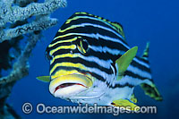 Oriental Sweetlips (Plectorhinchus vittatus). Found throughout Indo-West Pacific, often seen inhabiting deep coastal slopes in small groups, including Great Barrier Reef, Australia.