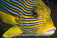 Ribbon Sweetlips (Plectorhinchus polytaenia). Also known Striped and Yellow-ribbon Sweetlips. Found throughout the Indo-Pacific. Photo taken at Tulamben, Bali, Indonesia. Within the Coral Triangle.