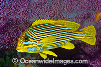 Ribbon Sweetlips (Plectorhinchus polytaenia). Also known Striped and Yellow-ribbon Sweetlips. Found throughout the Indo-Pacific. Photo taken at Anilao, Philippines. Within the Coral Triangle.