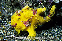 Clown Frogfish (Antennarius maculatus). Also known as Clown Anglerfish. Found on sheltered reefs throughout the Indo-West Pacific. This species is variable in colour, but usually has a red or orange margin on the fins. Photo, Tulamben, Bali, Indonesia