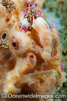 Giant Frogfish (Antennarius commersoni). Also known as Giant Anglerfish. Found throughout the Indo-West Pacific. Photo taken off Anilao, Philippines. Within the Coral Triangle.