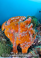 Giant Frogfish (Antennarius commersoni), mimicking a Sea Sponge. Also known as Giant Anglerfish. This species is highly variable in colour. Found throughout the Indo-West Pacific. Photo taken off Anilao, Philippines. Within the Coral Triangle.