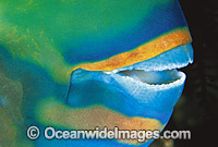 Bridled Parrotfish (Scarus frentaus) - mouth detail showing fused teeth. Night colour. Indo-Pacific