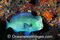 Humphead Parrotfish (Bolbometopon muricatum). Also known as Double-headed Parrotfish. Great Barrier Reef, Queensland, Australia