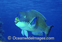 Blunt-headed Parrotfish (Scarus microrhinos). Great Barrier Reef, Queensland, Australia