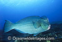 Humphead Parrotfish (Bolbometopon muricatum). Also known as Double-headed Parrotfish. Often seen in large groups, but also single, throughout the Indo-West Pacific, including the Great Barrier Reef, Australia