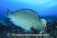 Humphead Parrotfish (Bolbometopon muricatum) feeding on coral. Also known as Double-headed Parrotfish. Often seen in large groups, but also single, throughout the Indo-West Pacific, including the Great Barrier Reef, Australia