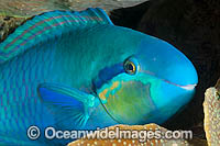 Saddled Parrotfish (Scarus dimidiatus), male. Also known as Blue-bridle Parrotfish. Found throughout the Indo-Central Pacific, including the Great Barrier Reef, Australia.