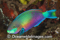 Green-blotched Parrotfish (Scarus quoyi). Found throughout the Indo-West Pacific, including the Great Barrier Reef, Australia. Photo taken off Anilao, Philippines. Within the Coral Triangle.